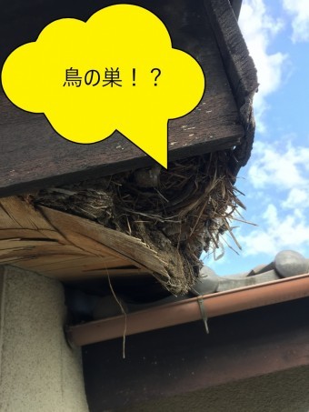 鳥の巣