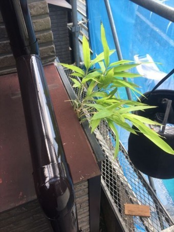 霧除け