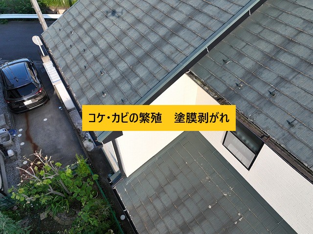 コケ・カビの繫殖