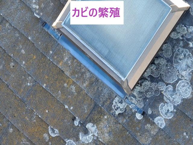 カビの繁殖