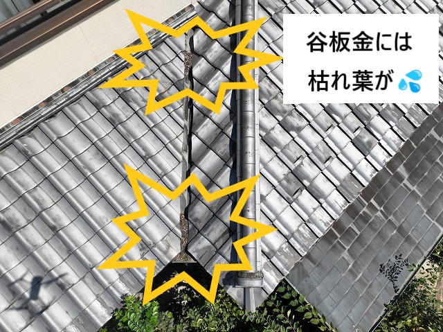 枯れ葉